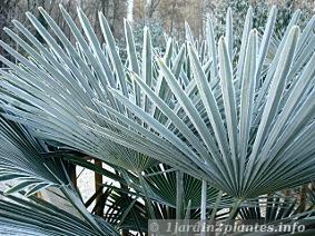 Le gel (-10°C) n'affecte pas les feuilles de ce palmier. On remarquera qu'elles prennent une teinte bleutée.