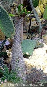 pachypodium en serre d'une cinquantaine de centimètres  au début de sa reprise printanière, on peut remarquer son tronc renflé à  la base.