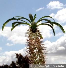 jeune palmier de Madagascar (pachypodium Lamerei)