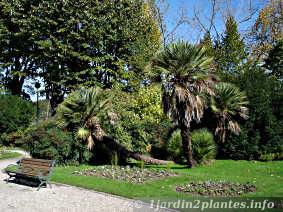 Sujet âgé d'un palmier nain à Bayonne mesurant 3 mètres de hauteur
