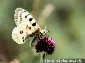 Famille des Papilionidae Parnassinae. Nom scientifique: Parnassius apollo. Présent dans massif, central, Sud-Est et Pyrénées (en altitude). Nourriture de la chenille: Sedum et Sempervivum 