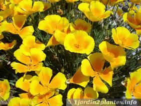 fleur bicolore de pavot de Californie en Juin
