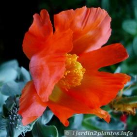 Les fleurs de ce pavot sont d'un orange écarlate