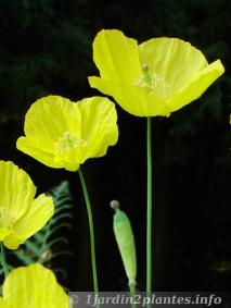 pavot jaune en fleur en Mai
