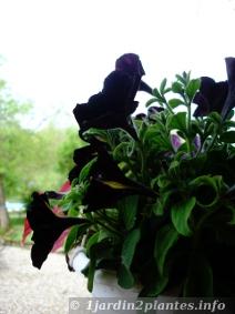 le violet très foncé donne l'impression d'une fleur totalement noir. Il reste encore quelques traces jaunes