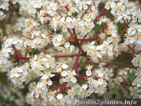 Les fleurs du photinia au printemps