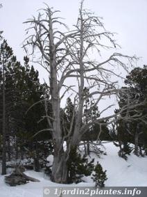 Un arbre mort sans doute atteint par un champignon des racines.