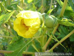 fleur jaune de pivoine arbustive en Mai