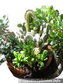 plantes grasses en pot en intérieur