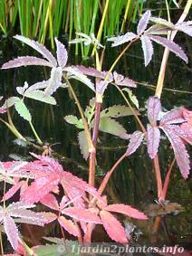 feuilles de potentille palustre rougissant à  l'automne