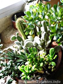 La plupart des cactus seront rentrés à  l'intérieur à  la lumière et pas trop près d'une vitre, les rayons du soleil peuvent les brà»ler au printemps