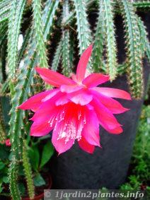 La floraison de ce cactus est haute en couleur vive