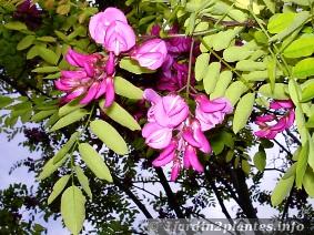 robinier faux acacia casque rouge en fleurs en Mai