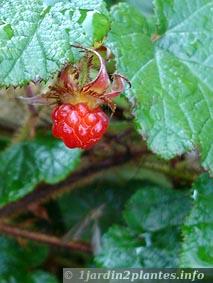 Rubus Betty Ashburner