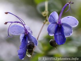 Tropicale à  fleur bleue: le rotheca
