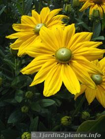 rudbeckia hirta Indian summer à fleurs jaunes et à coeur vert