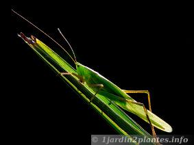 une sauterelle verte mesurant une dizaine de centimètres