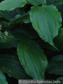 feuilles de Smilacina racemosa