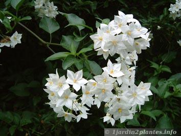 détail de fleurs de solanum jasminoides