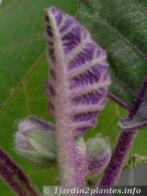 feuilles caractéristiques d'un solanum quitoense. Le revers est violet.