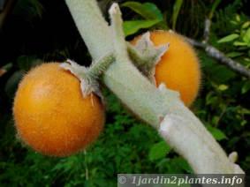 fruits du solanum quitoense apellé naranjilla (petite orange)
