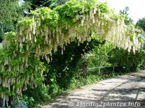 Les glycines sont des plantes grimpantes à fleurs blanches ou mauves et très odorantes