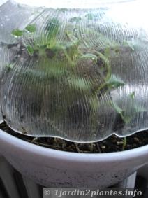 Semis à l'étouffée au-dessus d'un radiateur près d'une fenêtre avec un saladier en guise de couvercle