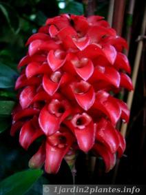 tapeinochilos ananassae plus connue sous le nom de rose de Malaisie