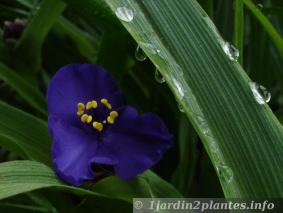 fleur de tradescantia bleu en Mai
