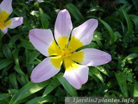 tulipe originaire de Crète