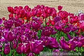 Massif de tulipes mauves et violettes au printemps
