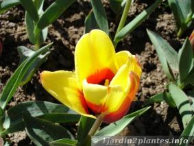 tulipe triomphe belinda reus