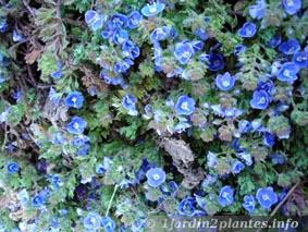 La véronique couchée ou véronique prostata est intéressante comme plante couvre-sol à fleurs bleues