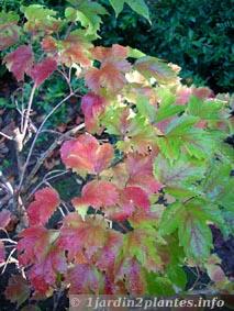 viburnum sargentii entrant en coloration d'automne