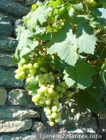 grappe de raisin sur une vigne en Aoà»t