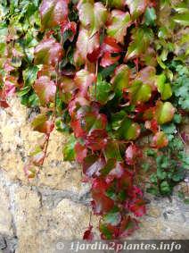 vigne vierge à petites feuilles