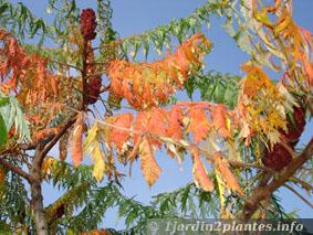 feuilles en automne du sumac d'Asie