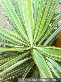 yucca elephantipes jewel utilisée comme plante verte en intérieur