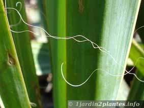 détail des fils du yucca filamentosa
